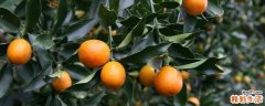 金桔能和苹果一起吃吗 金桔和苹果一起吃的好处