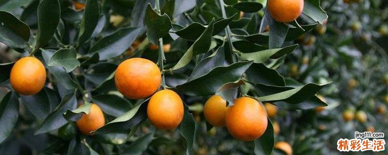 金桔能和苹果一起吃吗 金桔和苹果一起吃的好处