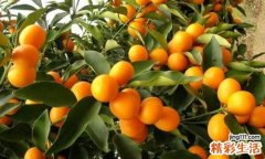 吃完金桔嘴发麻 是怎么回事？要怎么办？