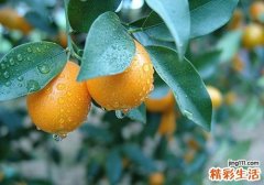 感冒咳嗽能吃金桔吗 金桔怎么吃治咳嗽