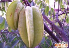 杨桃青色可以吃吗 杨桃青的好还是黄的好