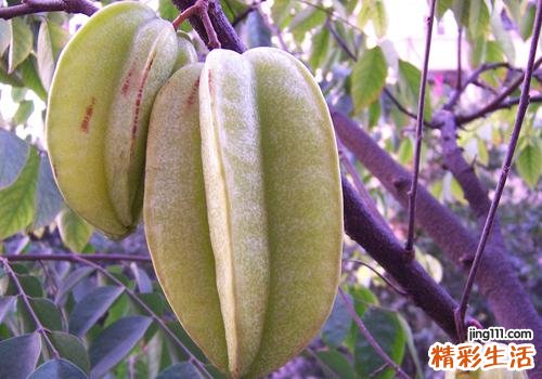 杨桃青色可以吃吗 杨桃青的好还是黄的好
