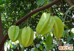 杨桃宝宝可以吃吗 宝宝多大可以吃杨桃