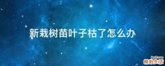 新栽树苗叶子枯了怎么办