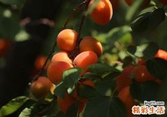 宝宝可以吃杏子吗 宝宝吃杏子有什么危害