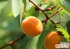 杏子吃多了拉肚子吗 吃杏子要注意什么