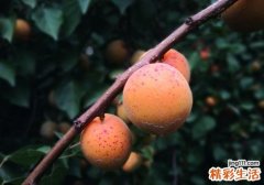 杏子可以泡酒吗 杏子的这些食用方法你不能不知