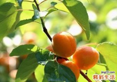 杏子没熟可以吃吗 杏子没熟吃了会中毒吗