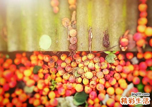 杏子一次吃多少合适 杏子吃多了会怎样