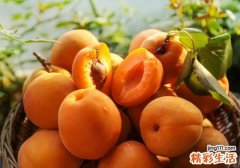 孕妇吃杏子会怎样 孕妇吃杏子会流产吗