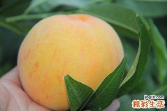 黄桃和杏子的区别 黄桃是杏子嫁接的吗