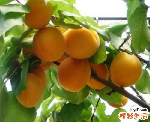 杏一次可以吃几个 杏适合什么人吃