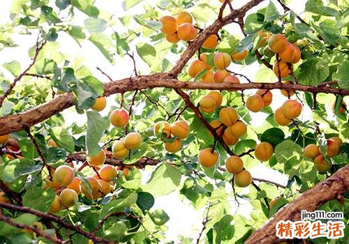 杏有什么营养 吃杏有什么好处