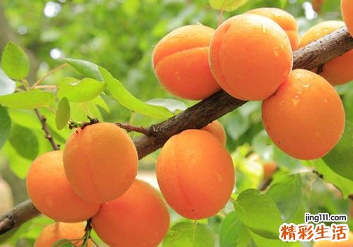 怎么挑选杏子 杏子怎么保存