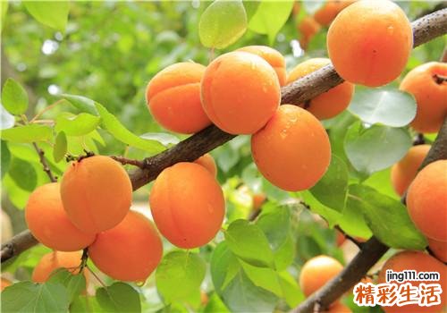 杏子是什么季节的水果 杏子没熟可以吃吗