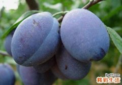 孕妇可以吃西梅吗