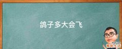 鸽子多大会飞