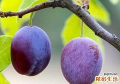 吃完榴莲可以吃李子吗 李子千万别和这些一起吃