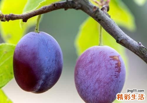 吃完榴莲可以吃李子吗 李子千万别和这些一起吃