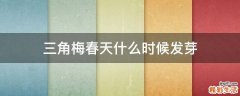 三角梅春天什么时候发芽