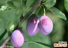 西梅和李子的区别