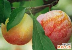 吃李子上火吗
