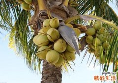 椰子吃了有什么好处