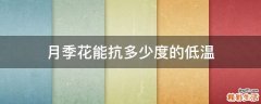 月季花能抗多少度的低温