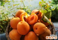 黄桃为什么用盐泡 黄桃和水蜜桃哪个好吃