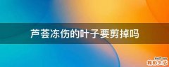 芦荟冻伤的叶子要剪掉吗