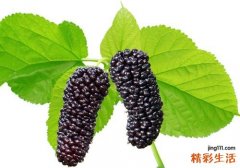 蓝莓搭配什么水果榨汁 蓝莓可以和什么一起榨汁