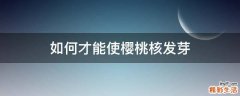 如何才能使樱桃核发芽