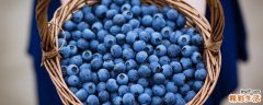 蓝莓醋可以放多久 蓝莓醋怎么做