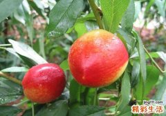 油桃里面发黑能吃吗 油桃吃多了会上火吗
