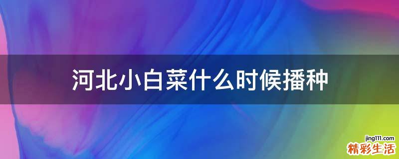 河北小白菜什么时候播种