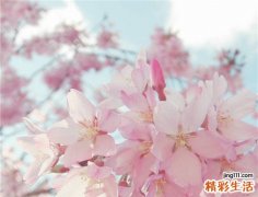 4 铁粉