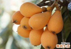 枇杷和苹果能一起吃吗