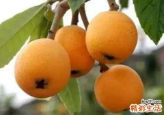 枇杷热量高吗 枇杷糖分高吗