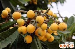 枇杷的营养价值