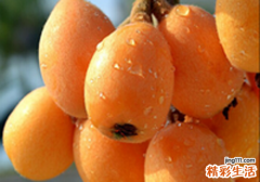 枇杷能和鱼一起吃吗 枇杷和鱼一起吃了怎么办