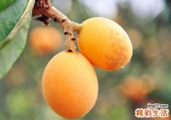 枇杷是春天的水果吗 是几月份的水果