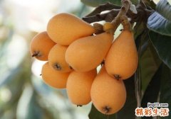 枇杷不能和什么一起吃 枇杷千万别和这4种食物一起吃