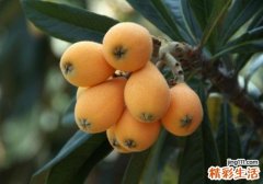 枇杷可以空腹吃吗 吃枇杷拉肚子是什么原因