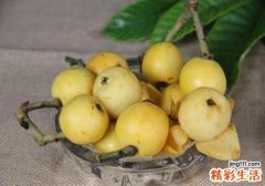 枇杷是热性还是凉性