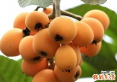 枇杷小孩能吃吗