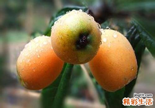 枇杷糖尿病人能吃吗