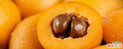 枇杷籽有什么功效与作用 枇杷核煮水有毒吗