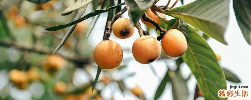 枇杷果怎么存放时间久 12月份的枇杷好不好