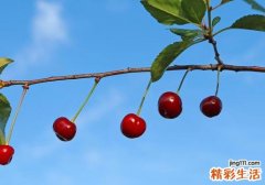 车厘子可以用热水泡吗 车厘子可以用盐水泡吗