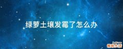 绿萝土壤发霉了怎么办
